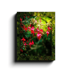 Canvas Wrap - Vibrant Fuchsias on a Hillside, County Clare - James A. Truett - Moods of Ireland - Irish Art