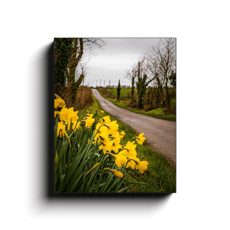 Canvas Wrap - Irish Spring Daffodils on County Clare Country Road - James A. Truett - Moods of Ireland - Irish Art