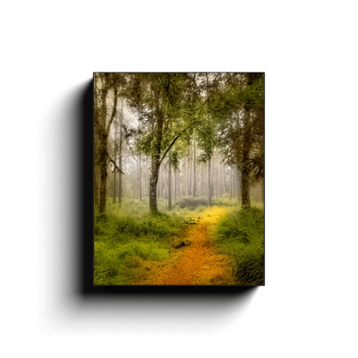 Canvas Wrap - Irish Mist in Portumna Forest Park, County Galway - James A. Truett - Moods of Ireland - Irish Art