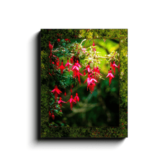 Canvas Wrap - Vibrant Fuchsias on a Hillside, County Clare - James A. Truett - Moods of Ireland - Irish Art