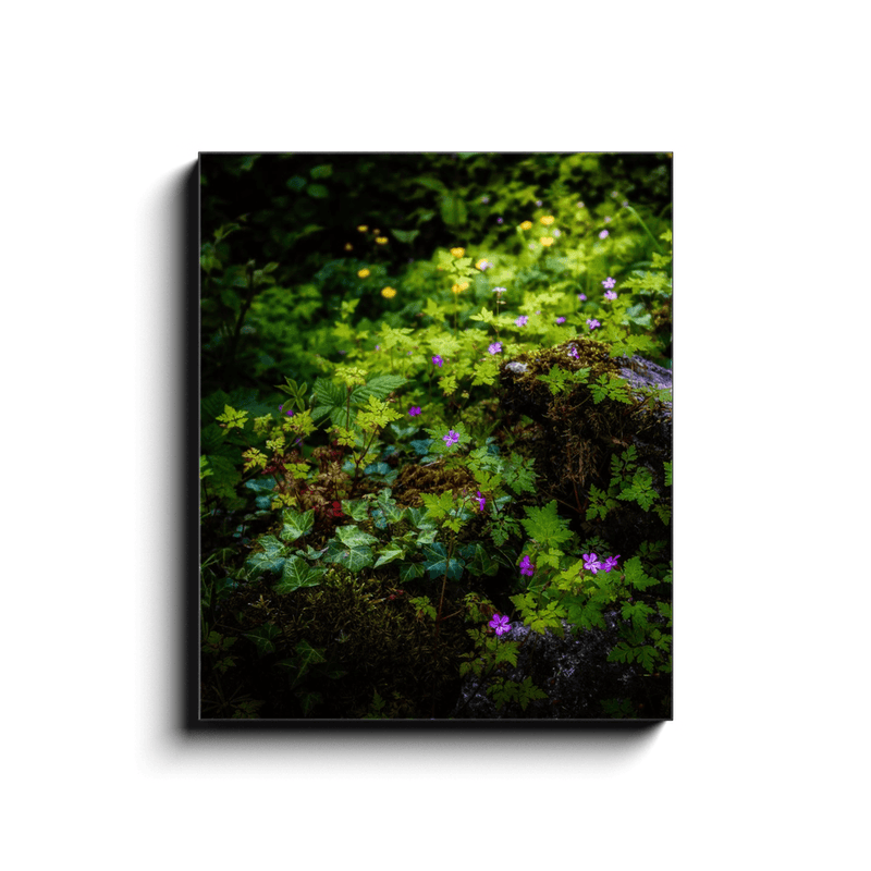 Canvas Wrap - A Carpet of Herb Robert Wildflowers, Ballylee, County Galway - James A. Truett - Moods of Ireland - Irish Art