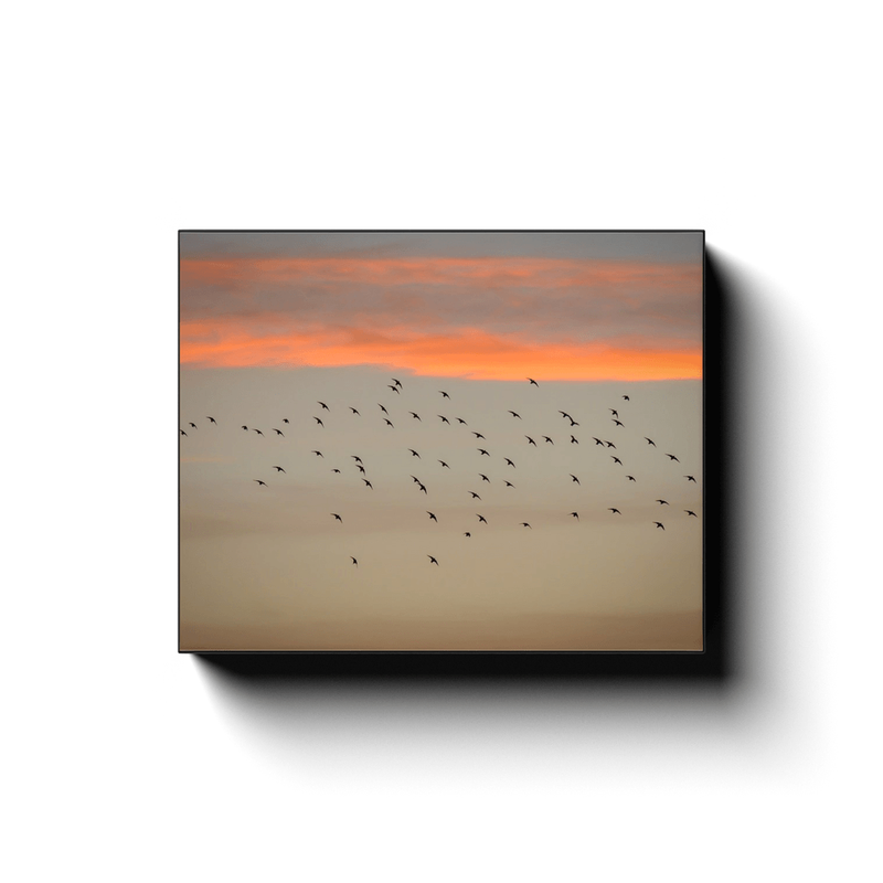 Canvas Wrap - Starlings at Sunset over County Clare - James A. Truett - Moods of Ireland - Irish Art