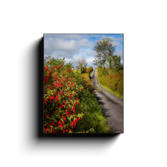 Canvas Wrap - Fuchsias Blooming in the Irish Countryside - James A. Truett - Moods of Ireland - Irish Art