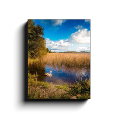 Canvas Wrap - Swan on Gortglass Lake, County Clare