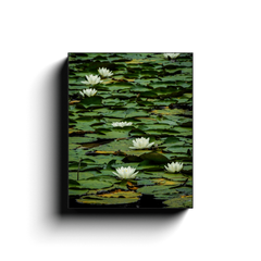 Canvas Wrap - Water Lilies on Dromoland Lough, County Clare - James A. Truett - Moods of Ireland - Irish Art