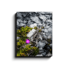 Canvas Wrap - Lone Wildflower in the Burren Limestone - James A. Truett - Moods of Ireland - Irish Art