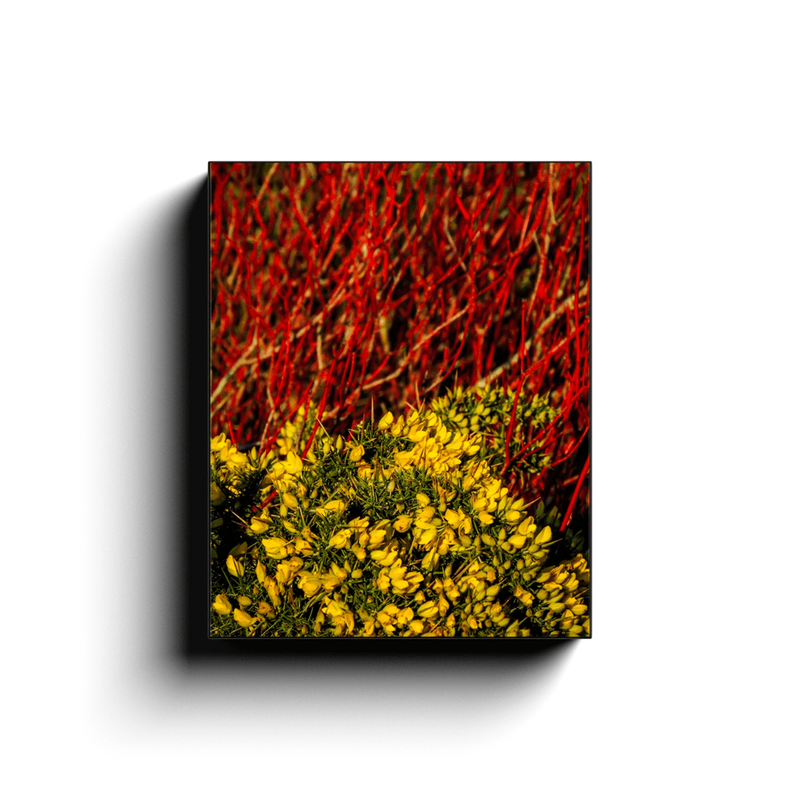 Canvas Wrap - Gorse Blooming with Dogwood in County Clare - James A. Truett - Moods of Ireland - Irish Art