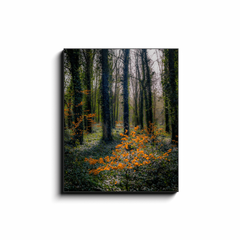 Canvas Wrap - In the Seven Woods at Coole Park Canvas Wrap Moods of Ireland 24x30 inch 