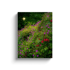 Canvas Wrap - Roadside Irish Wildflower Cascade in Afternoon Sun, County Clare - James A. Truett - Moods of Ireland - Irish Art