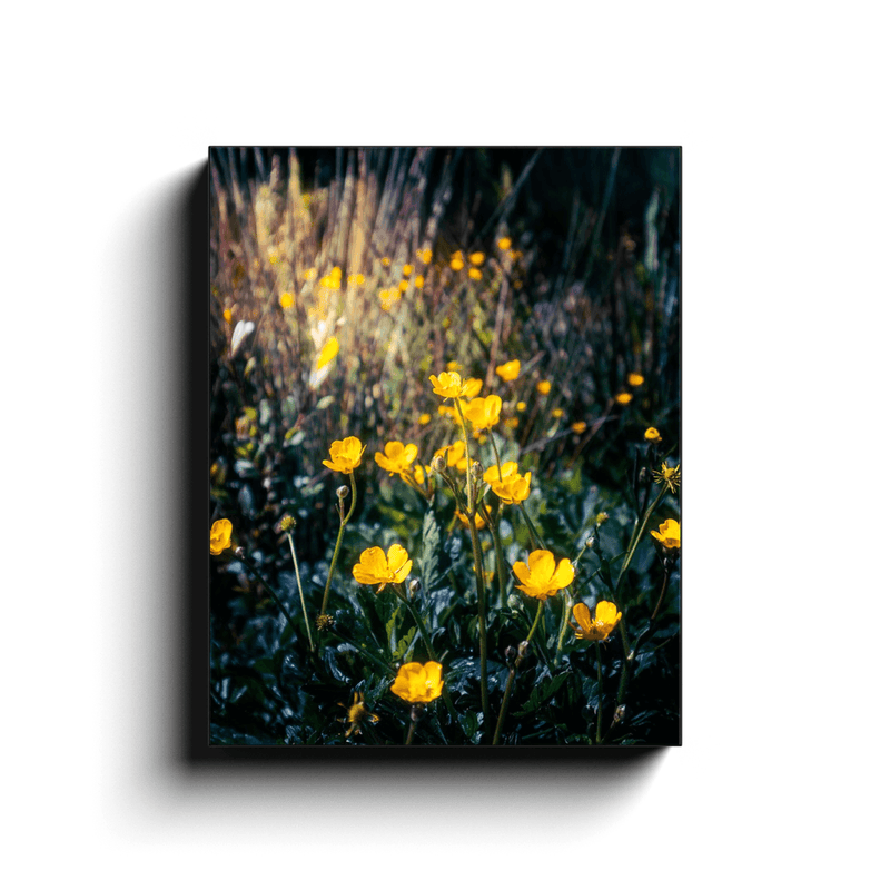 Canvas Wrap - Buttercups in the Irish Countryside - James A. Truett - Moods of Ireland - Irish Art