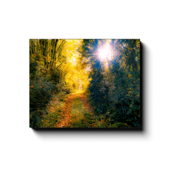 Canvas Wrap - Woodland Path through Paradise, County Clare, Ireland - James A. Truett - Moods of Ireland - Irish Art